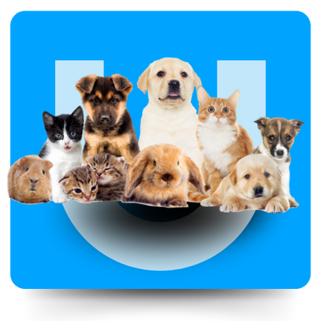 Pets